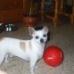 juego con mi dueña a la pelota en casa de mi abuelita